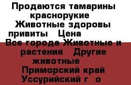 Продаются тамарины краснорукие . Животные здоровы привиты › Цена ­ 85 000 - Все города Животные и растения » Другие животные   . Приморский край,Уссурийский г. о. 